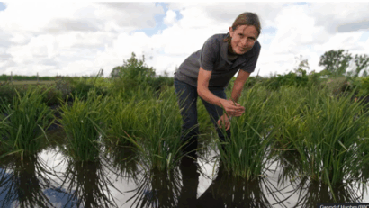 Prima cultură de orez britanic este gata de a fi recoltată