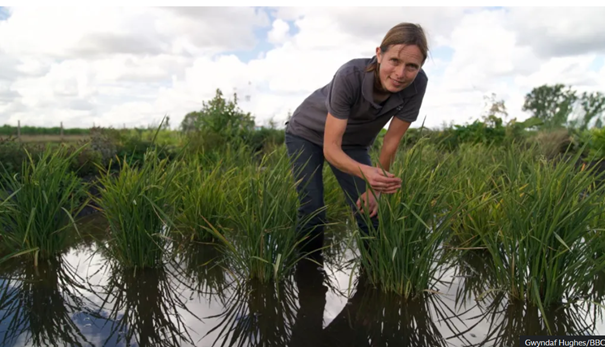 Prima cultură de orez britanic este gata de a fi recoltată