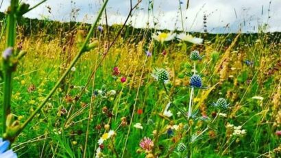 Mureş: Proiect pentru monitorizarea evoluţiei biodiversităţii pajiştilor cu drone, dezvoltat de UTCluj şi ADEPT Transilvania