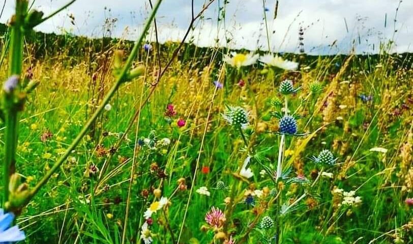 Mureş: Proiect pentru monitorizarea evoluţiei biodiversităţii pajiştilor cu drone, dezvoltat de UTCluj şi ADEPT Transilvania Mureş: Proiect pentru monitorizarea evoluţiei biodiversităţii pajiştilor cu drone, dezvoltat de UTCluj şi ADEPT Transilvania