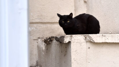 Un oraș spaniol interzice adopțiile de pisici negre în perioada Halloweenului