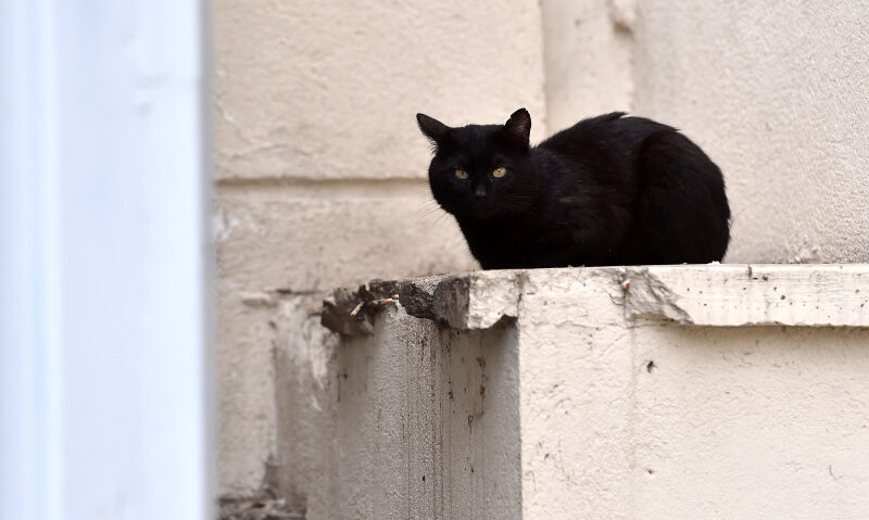 Un oraș spaniol interzice adopțiile de pisici negre în perioada Halloweenului Un oraș spaniol interzice adopțiile de pisici negre în perioada Halloweenului