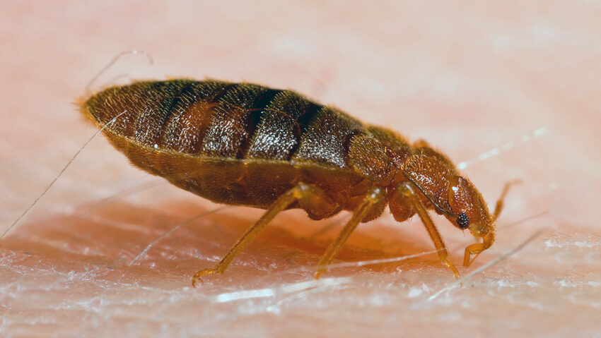 Harghita: Infestare cu ploşniţe la internatul Liceului ‘Solomon Ernő’ din Gheorgheni