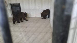 Doi pui de urs orfani au ajuns la Zoo Tg.Mureș