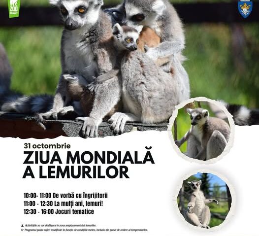 Vineri, Ziua lemurilor la ZOO Brașov Vineri, Ziua lemurilor la ZOO Brașov