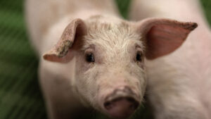 Focar de trichineloză în Sânpaul, județul Mureș