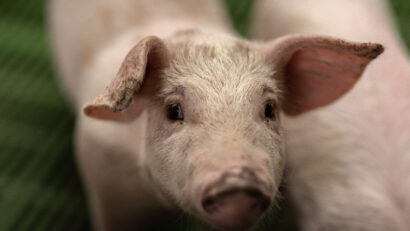 Controale DSV Mureș privind sacrificarea porcilor