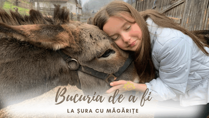 Bucuria de a fi | Șura cu măgărițe