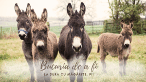 Bucuria de a fi | Măgăruși partea II