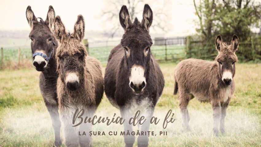 Bucuria de a fi | Măgăruși partea II