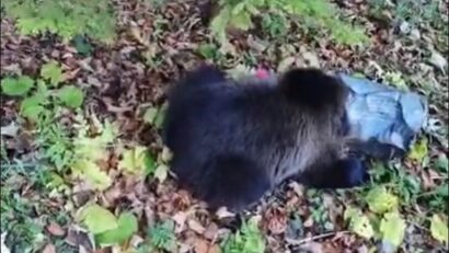 Un pui de urs a fost salvat de salvamontiştii din Poiana Braşov