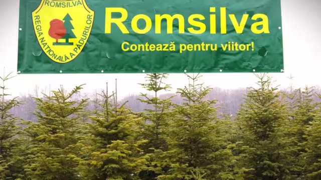 Romsilva vinde, pentru sezonul sărbătorilor, peste 16.000 de pomi de Crăciun