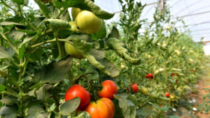 Dacă serele și solariile se impozitează, mulți legumicultori își vor închide afacerea