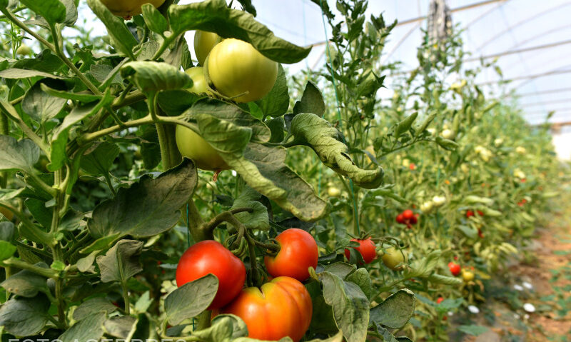 Dacă serele și solariile se impozitează, mulți legumicultori își vor închide afacerea