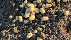 Importul de cartofi ieftini și producțiile mici din țară falimentează cultivatorii români