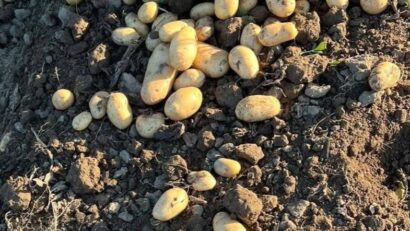 Importul de cartofi ieftini și producțiile mici din țară falimentează cultivatorii români