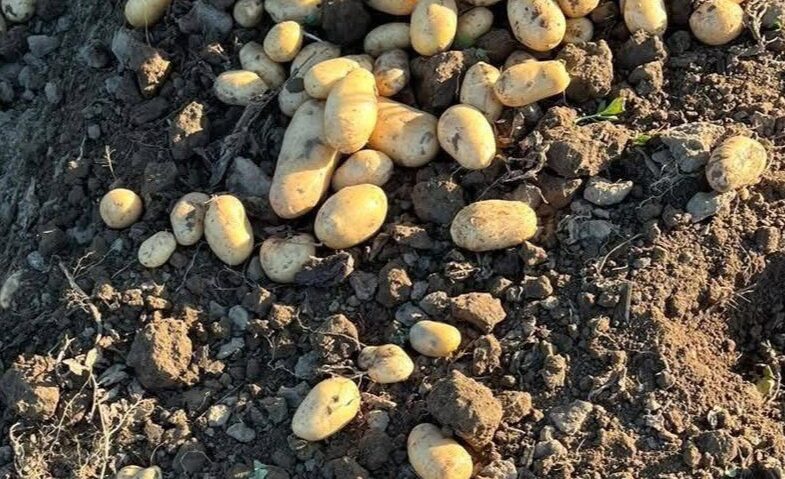 Importul de cartofi ieftini și producțiile mici din țară falimentează cultivatorii români