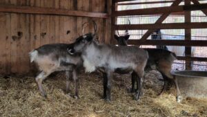 40 de exemplare de animale noi la Zoo Tg.Mureș