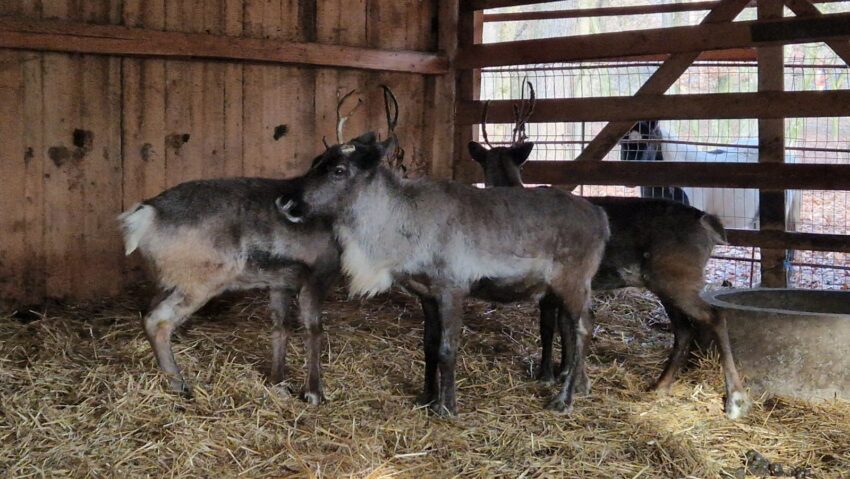 40 de exemplare de animale noi la Zoo Tg.Mureș