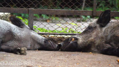 Crește numărul de cazuri de pestă porcină la mistreți, în județul Mureș