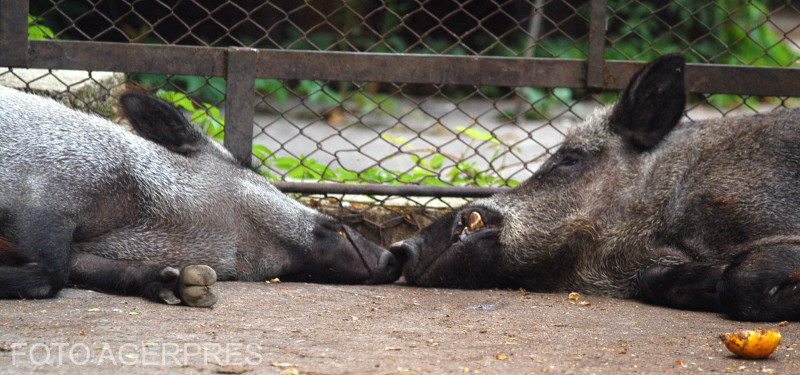 Crește numărul de cazuri de pestă porcină la mistreți, în județul Mureș
