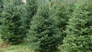 Direcțiile silvice pun tot mai puțini brazi de Crăciun pe piață