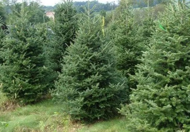 Direcțiile silvice pun tot mai puțini brazi de Crăciun pe piață