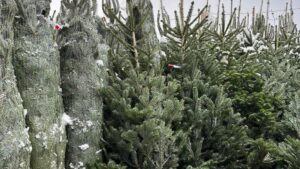 Brazii de Crăciun pot fi cumpăraţi din pieţele municipiului Braşov de săptămâna viitoare