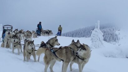 Distracție în Harghita, când apare zăpada: plimbări cu sănii trase de Husky
