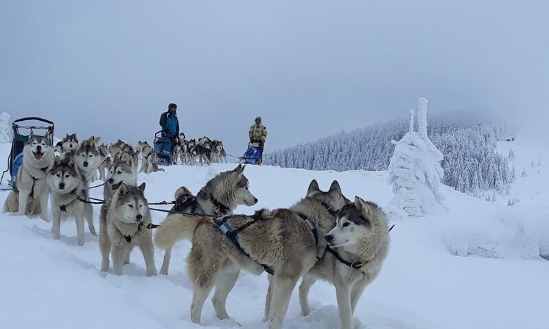Distracție în Harghita, când apare zăpada: plimbări cu sănii trase de Husky