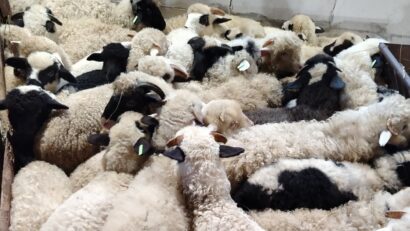 Crescătorii de oi protestează mâine pentru că nu și-au primit subvențiile