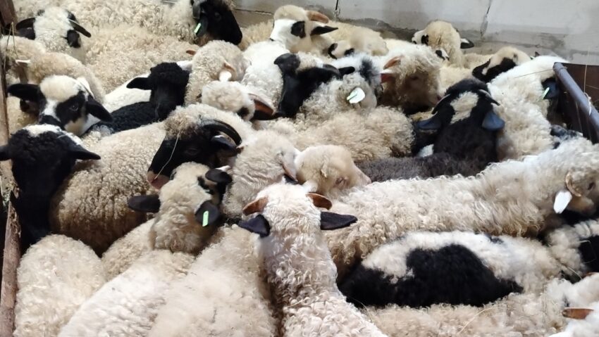 Crescătorii de oi protestează mâine pentru că nu și-au primit subvențiile