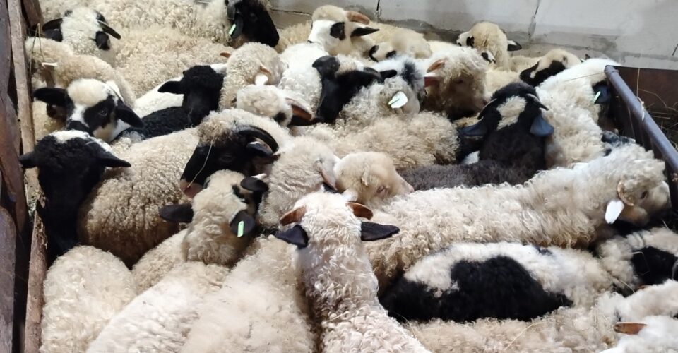 Se înăspresc controalele DSVSA Mureș de Paști