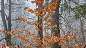 Vremea va fi mult mai caldã decât normalul perioadei