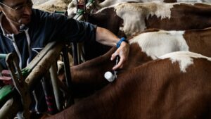 Plăți pentru fermele care investesc în bunăstarea animalelor