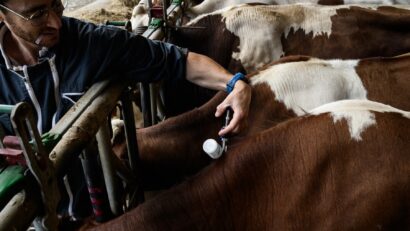 Plăți pentru fermele care investesc în bunăstarea animalelor