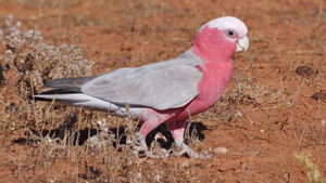 Copilării – Ziua păsărilor în SUA