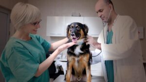 Veterinarii avertizează: județul Mureș ar putea rămâne fără cabinete, după Ordonanța ”trenuleț”