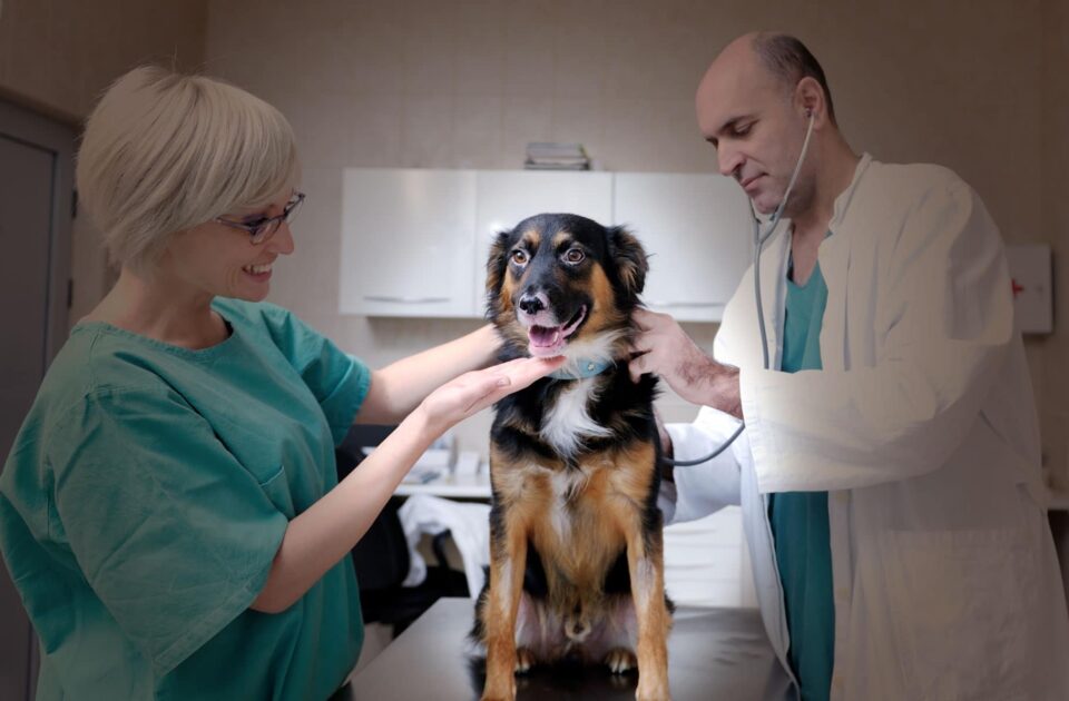 Veterinarii avertizează: județul Mureș ar putea rămâne fără cabinete, după Ordonanța ”trenuleț”