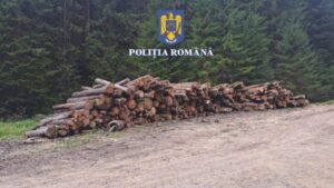 Poliţiştii din Zărneşti au confiscat 10 metri cubi de lemn transportat ilegal şi au deschis dosare penale pentru furt, transport ilegal şi conducere sub influenţa alcoolulu