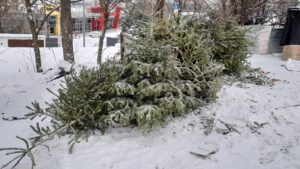 Târgumureșenii își pot lăsa brazii de Crăciun la containere