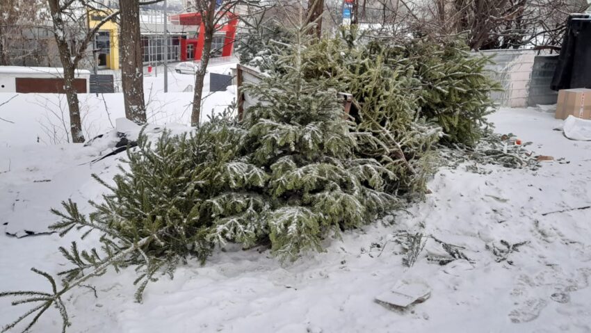 Târgumureșenii își pot lăsa brazii de Crăciun la containere