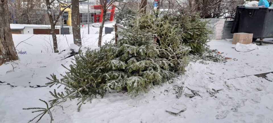 Târgumureșenii își pot lăsa brazii de Crăciun la containere