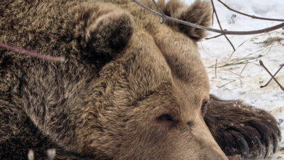Ziua ursului sărbătorită la Zoo Brașov și Zoo Tg.Mureș