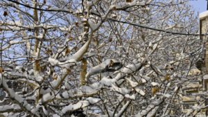 Informarea de vreme deosebit de rece a fost prelungită până vineri