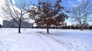 Ger năpraznic în Transilvania