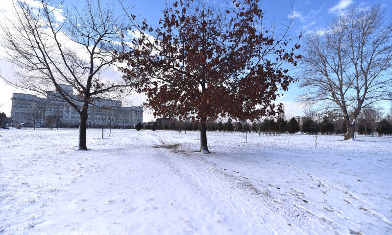 Ger năpraznic în Transilvania