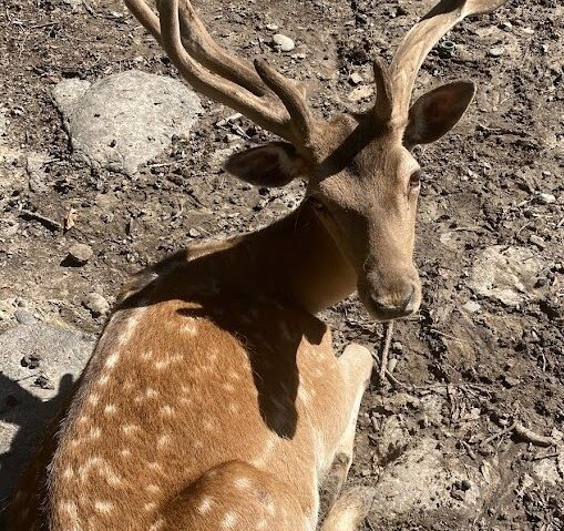 Reprezentanții Zoo Târgu Mureș fac un nou apel către vizitatori, după decesul unui cerb carpatin care a înghițit o mănușă