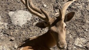 Reprezentanții Zoo Târgu Mureș fac un nou apel către vizitatori, după decesul unui cerb carpatin care a înghițit o mănușă