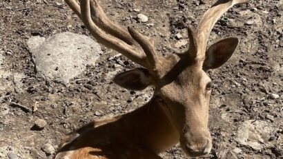 Reprezentanții Zoo Târgu Mureș fac un nou apel către vizitatori, după decesul unui cerb carpatin care a înghițit o mănușă